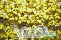 河北赞皇捣毁3毒豆芽窝点 查获毒豆芽9000斤