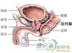 秋季男性提防前列腺疾病