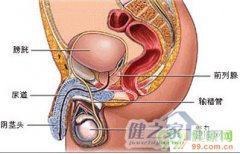 单身男小心前列腺炎找你