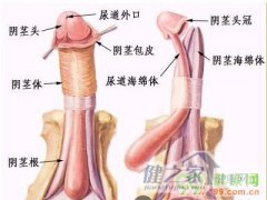 男性阴茎的正确保养锻炼方法