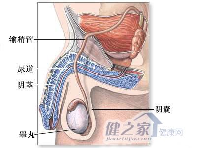 两性常识：揭秘精子怎样从睾丸游到阴道