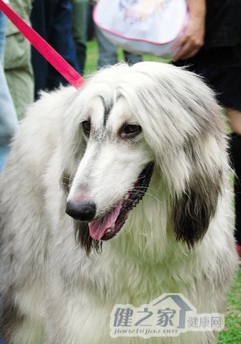 阿富汗猎犬