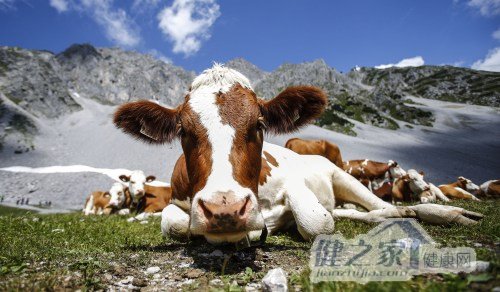 牛肉已成人类食谱中最大“环境杀手” 