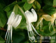 金银花敷脸治湿疹 蒲公英祛痘